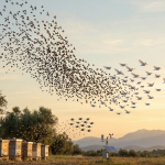 تم توليد الصورة عن طريق الذكاء الاصطناعي  مشهد يدمج بين الطبيعة والتكنولوجيا، حيث يظهر سرب ضخم من الطيور الحقيقية يتداخل مع طيور آلية (روبوتات طائرة) فوق حقل من الزيتون وخلايا نحل خشبية، مما يرمز لتعلم الآلة من السلوك الجماعي للطبيعة عند الغسق 